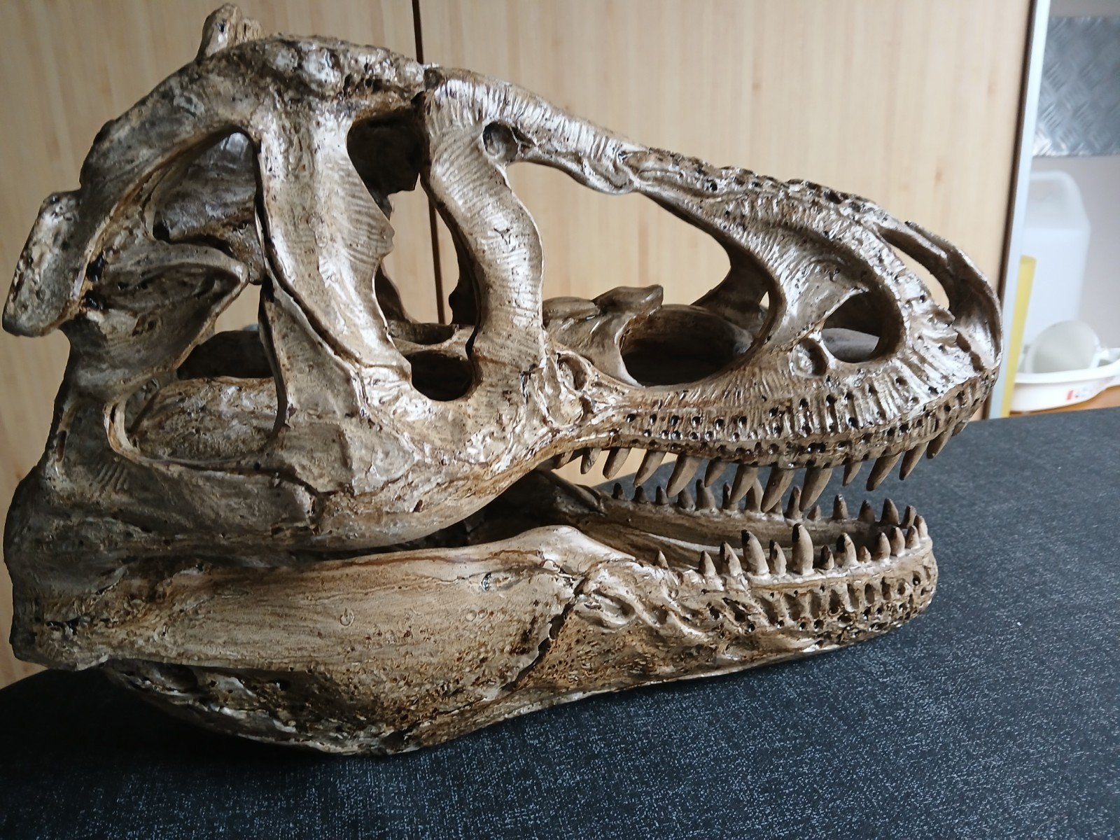 decoratie Dino hoofd, Enlèvement