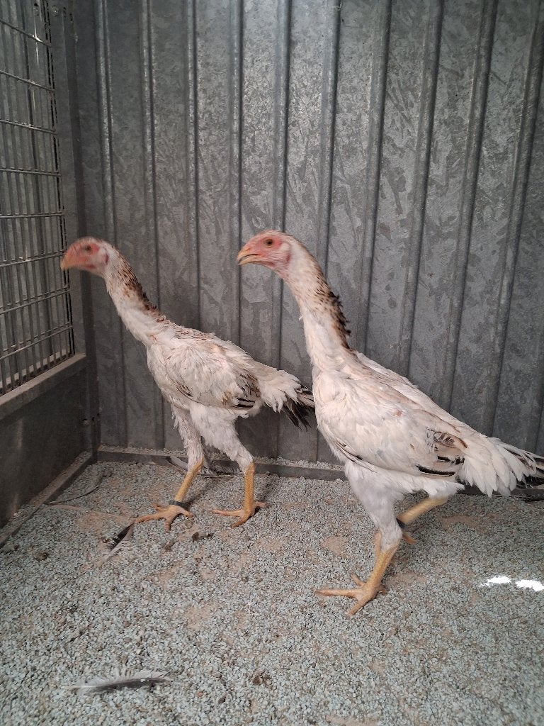 2 shamo hennen