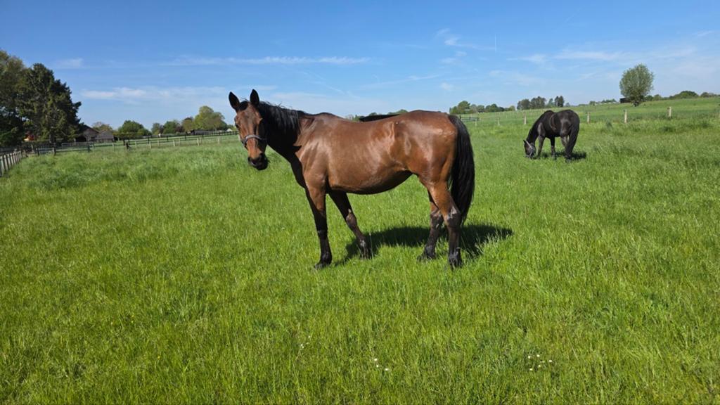 Lieve merrie zoekt goede thuis, Merrie, Met stamboom, Niet van toepassing, 170 tot 175 cm