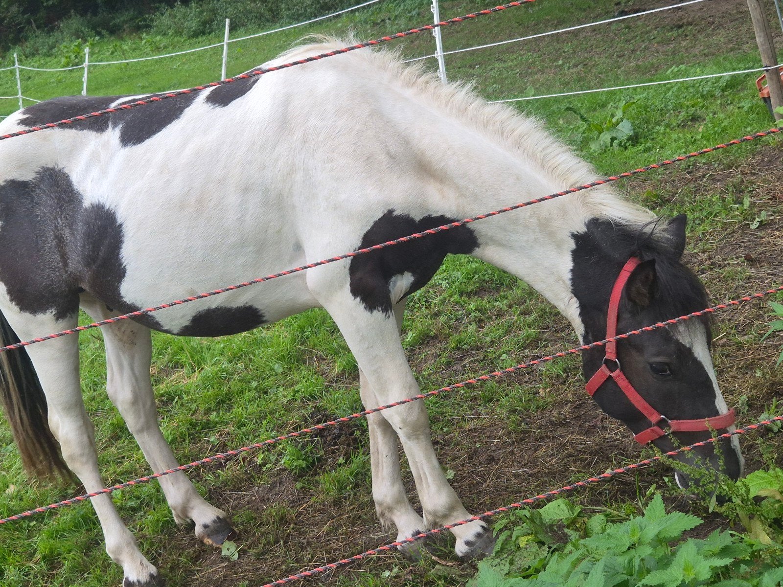 2,5 jarige bonte hengst springpony, Dieren en Toebehoren, Met stamboom, Springpony, 0 tot 2 jaar, Hengst