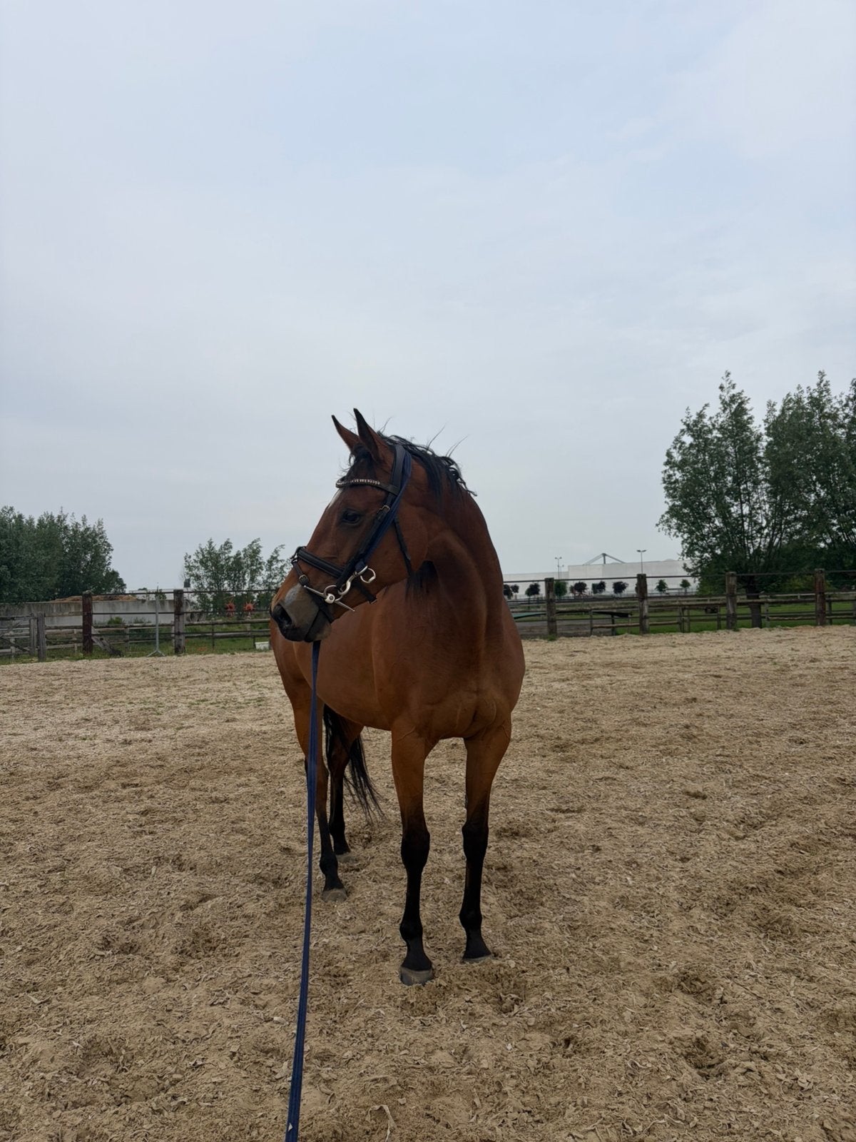 Merrie te koop, Dieren en Toebehoren, Paarden, Merrie, Met stamboom, Niet van toepassing, 7 tot 10 jaar