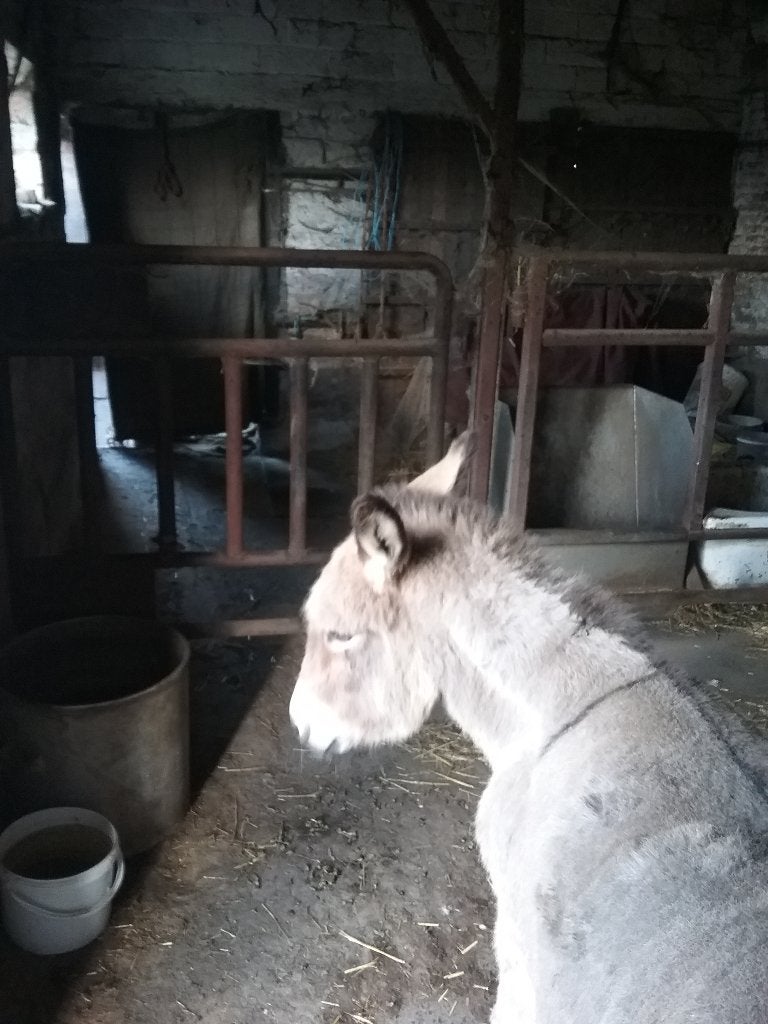 Ezel, Dieren en Toebehoren, Pony's, Merrie, D pony (1.37m tot 1.48m), Gechipt, 11 jaar of ouder