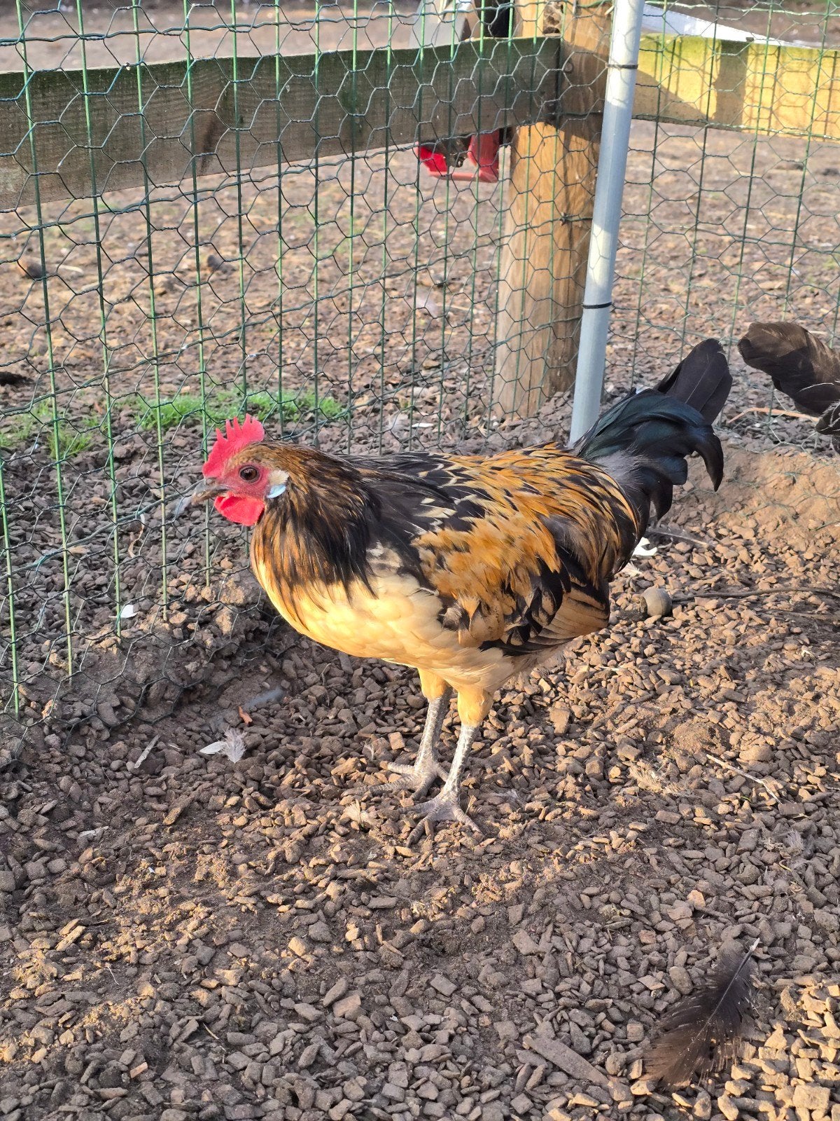 Bassette haantjes (5) en hennetjes (2), Levenderfgoed