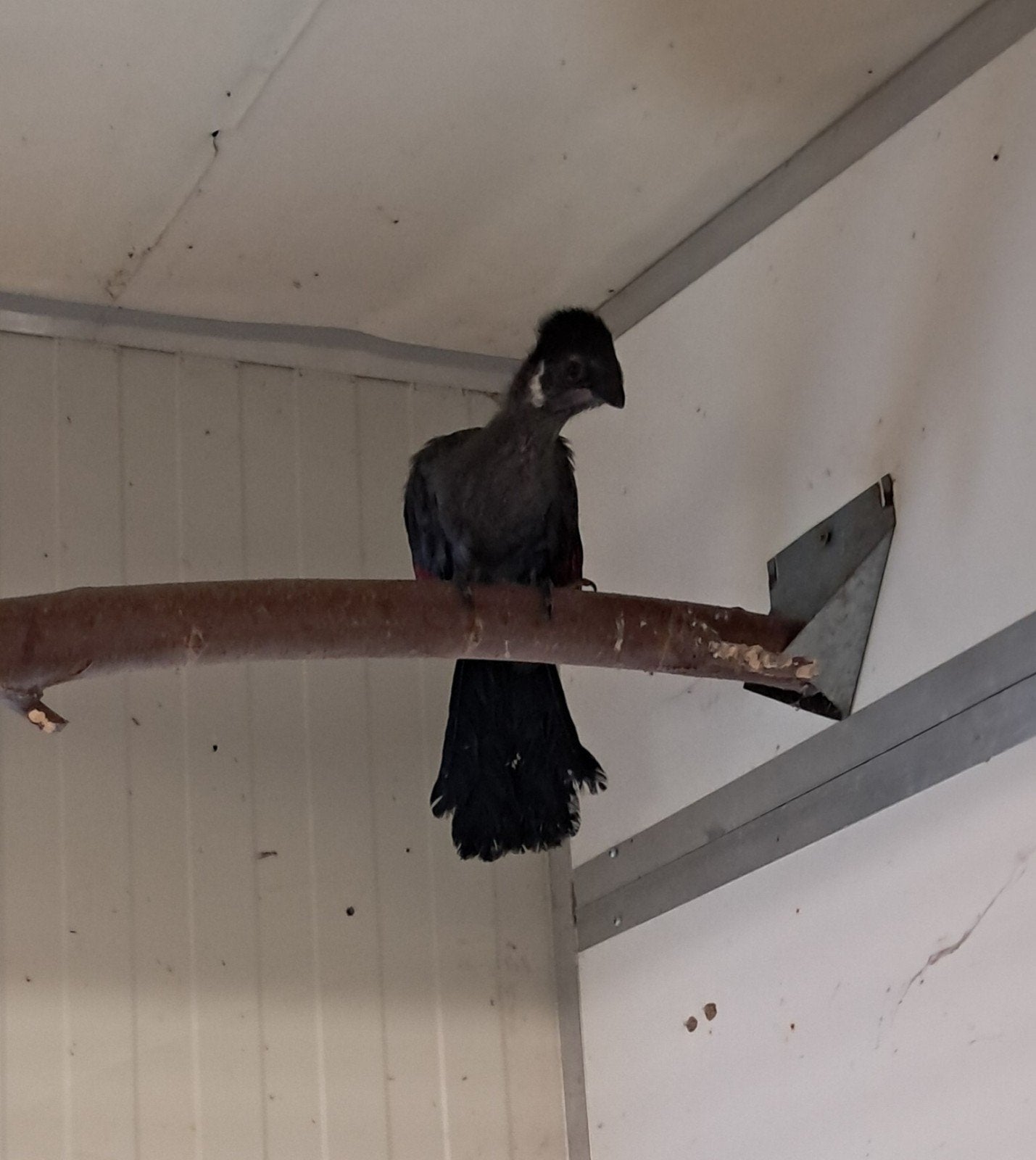 Witwang toerako, Dieren en Toebehoren, Geringd