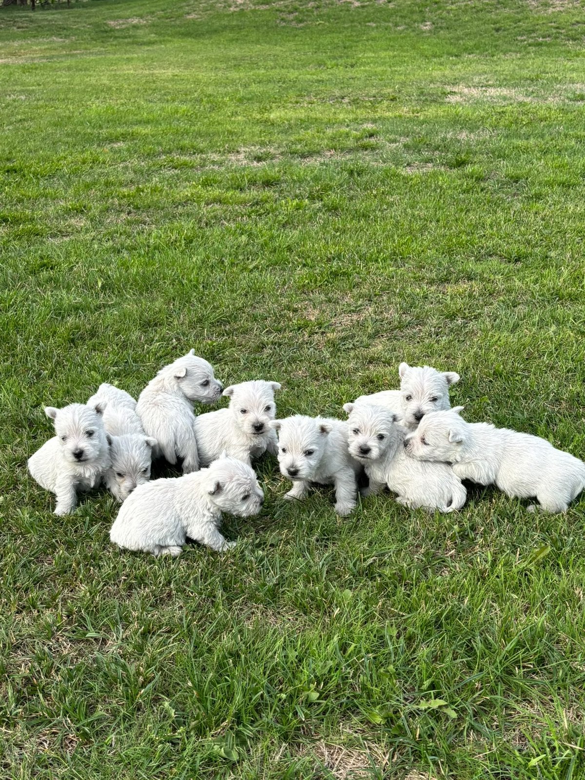 Westhighland white terrier pups/westie /westy/wit, Dieren en Toebehoren, België, Fokker | Hobbymatig, Overige rassen, CDV (hondenziekte)