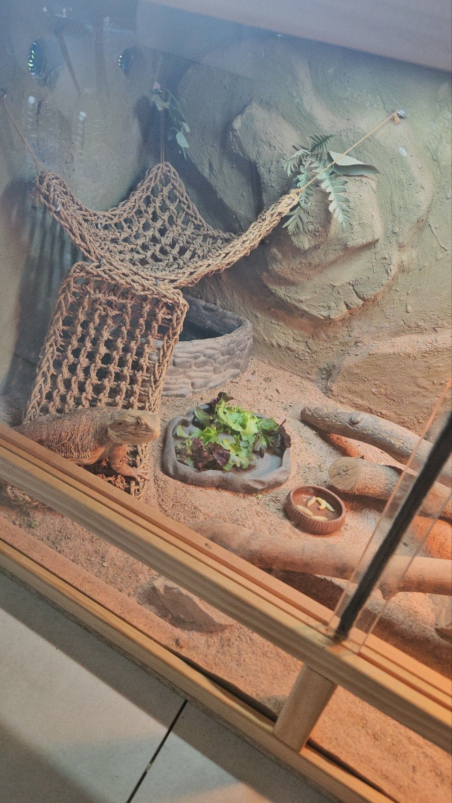 Terarium 1206060, Enlèvement