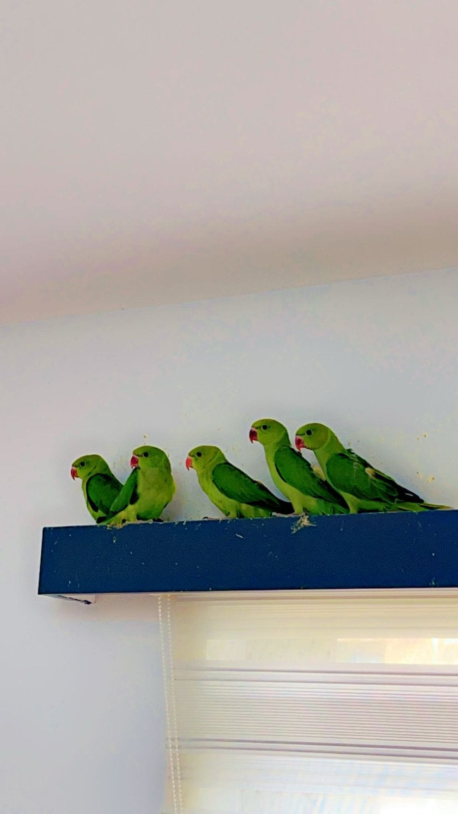 papegaai, Animaux & Accessoires, Oiseaux | Perruches & Perroquets, Domestique