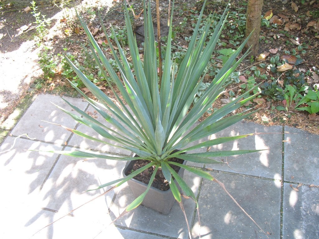 Yucca filamentosa palmlelie in pot,winterhard, Enlèvement