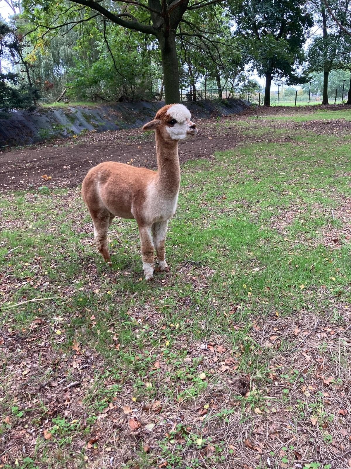 Alpaca hengst   ruilen  .., Dieren en Toebehoren, Juni, Mannelijk