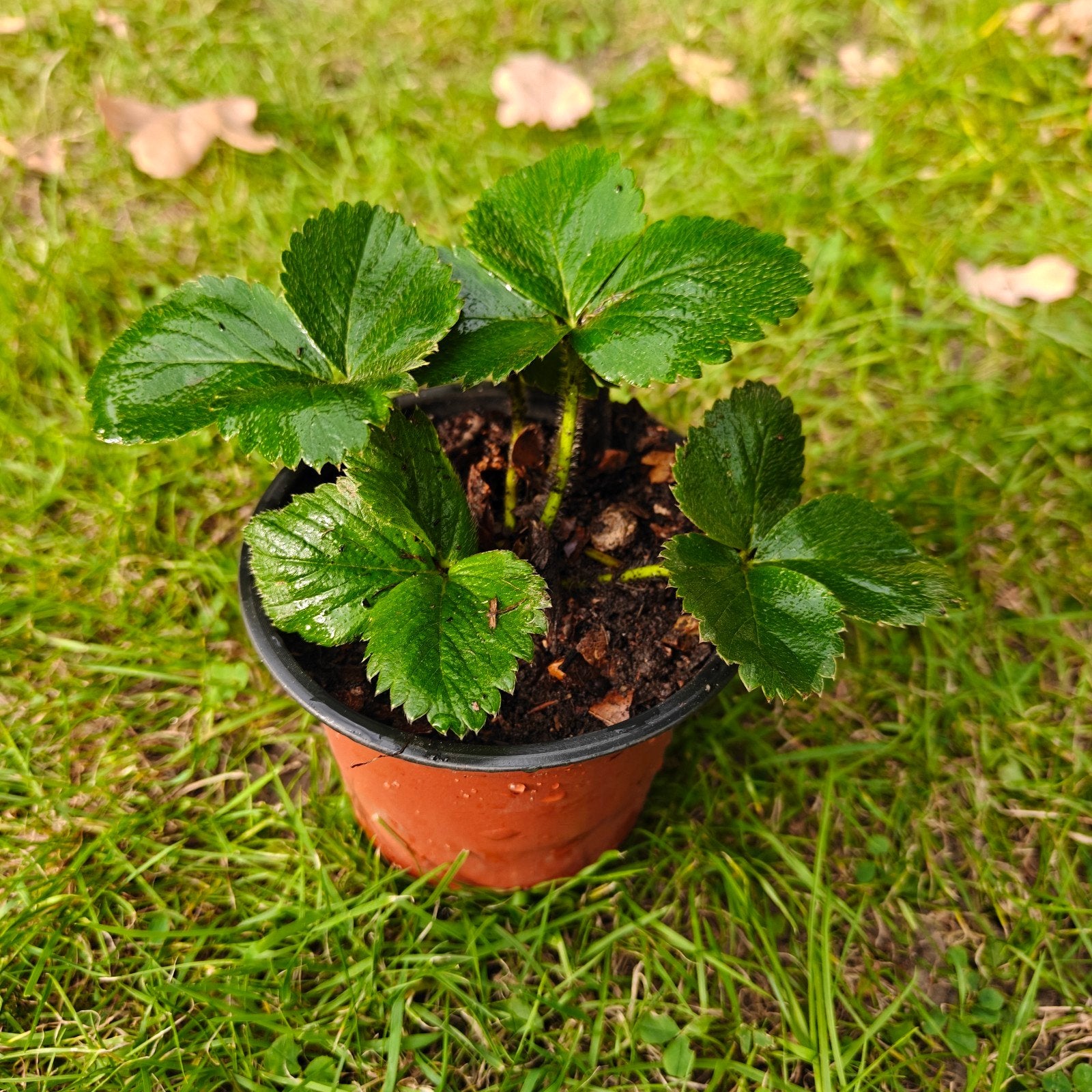 Plants de fraisiers remontants – 0,75 € pièce !, Jardin & Terrasse, Printemps, Enlèvement, Plantes fruitières, Plante fixe