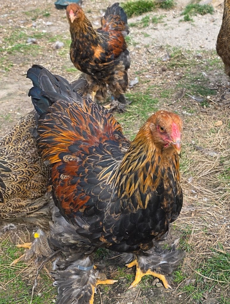 Jonge Brahma haantjes, Dieren en Toebehoren, Pluimvee, Mannelijk, Kip