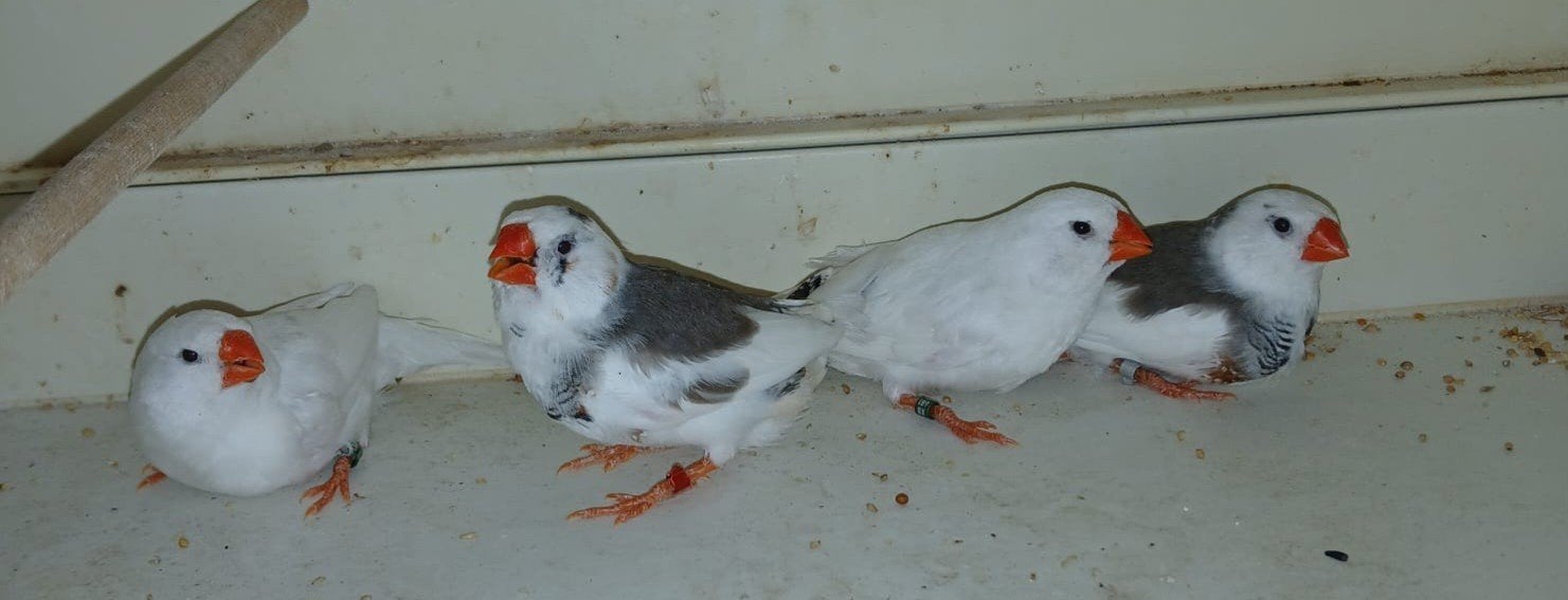 Zebravinken 4-2, Meerdere dieren, Tropenvogel, Geringd