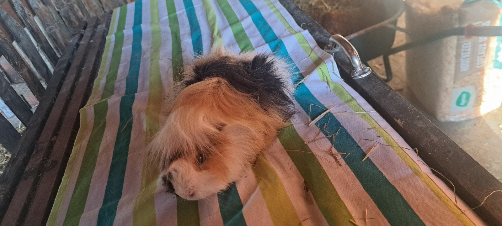 cavia beertje, Dieren en Toebehoren, Cavia, Mannelijk, Tam, Oktober