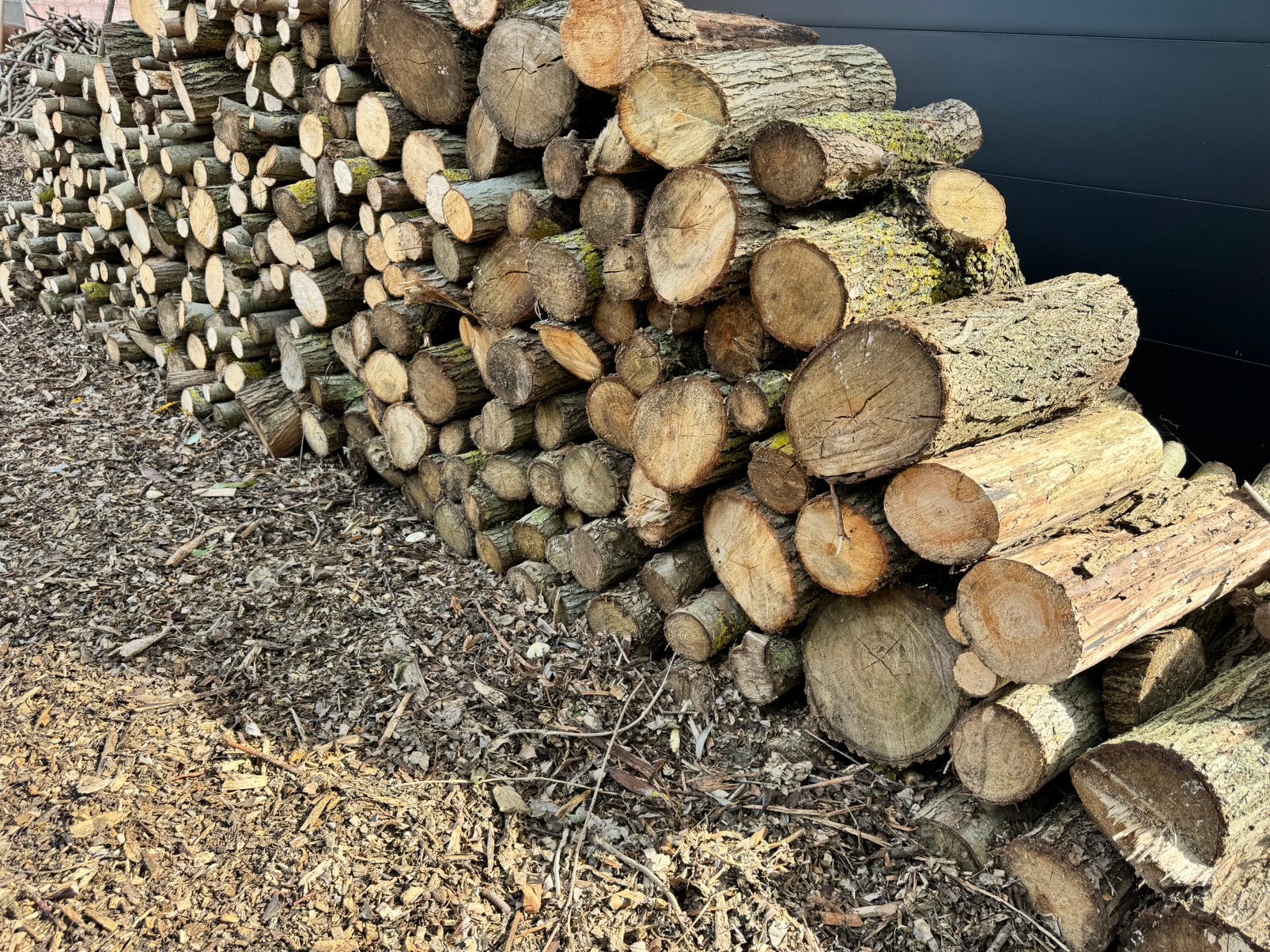 Brandhout wilg, 3 à 6 m³, Enlèvement, Troncs d'arbres