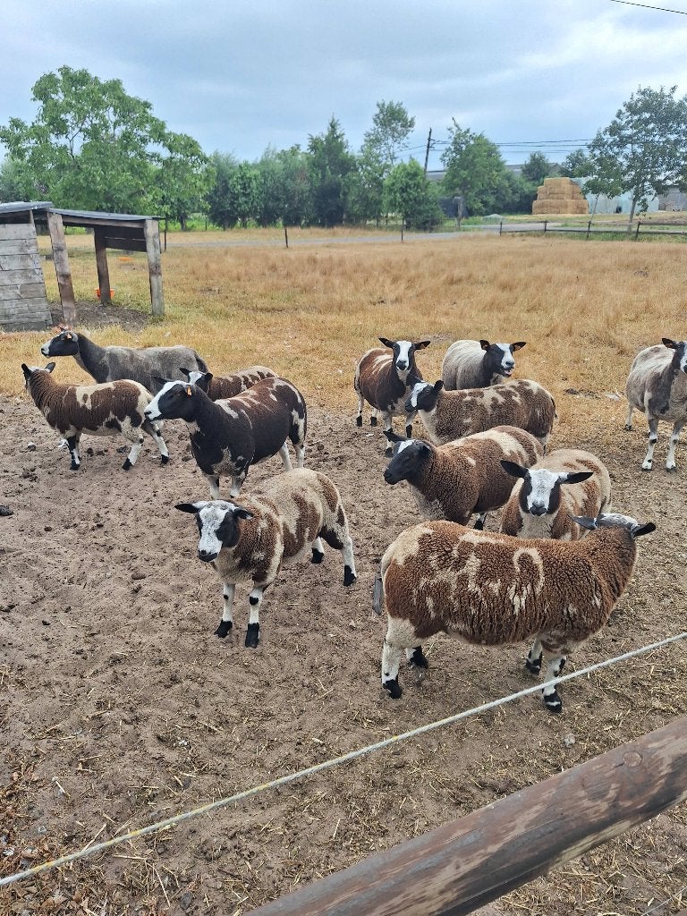 Luxe baggerbonte ram lammeren
