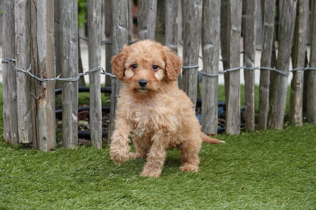 Prachtige Cavapoo pups (abrikoos/rode en abrikoos), Parvo, België, Overige rassen, 8 tot 15 weken