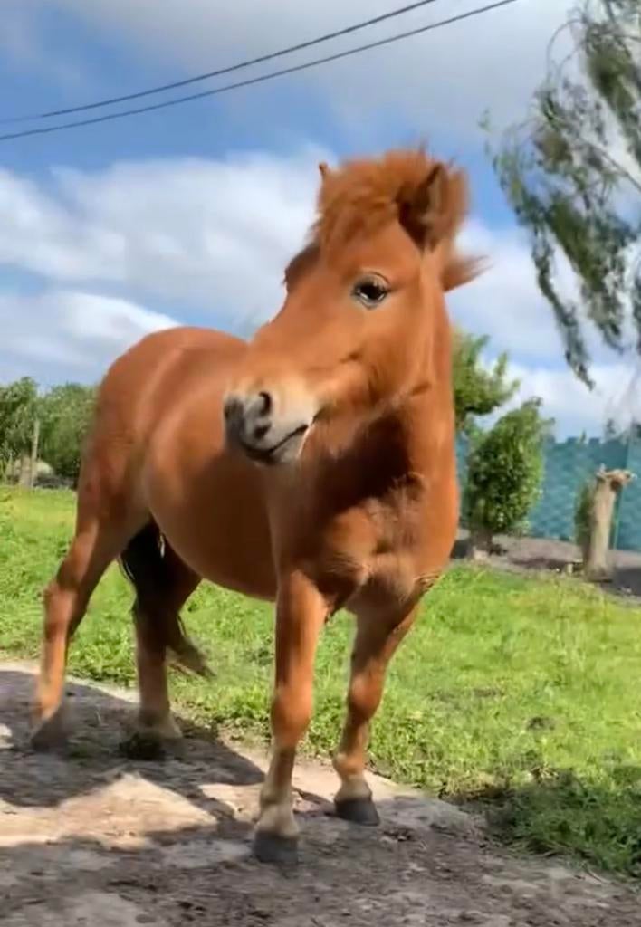 4 jarige mini-shetlander te koop OF te huur, A pony (tot 1.17m), 3 tot 6 jaar, Onbeleerd, Tuigpony