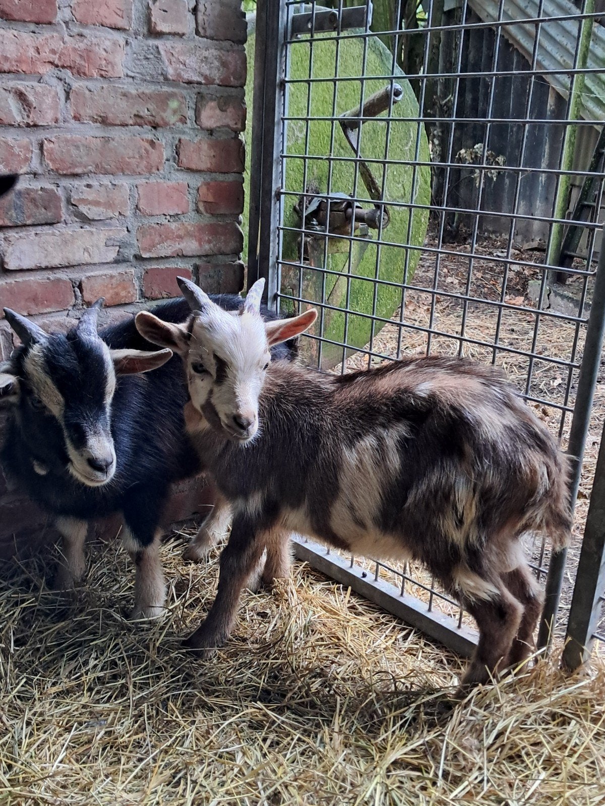 mooie maanvlek bokjes, Dieren en Toebehoren