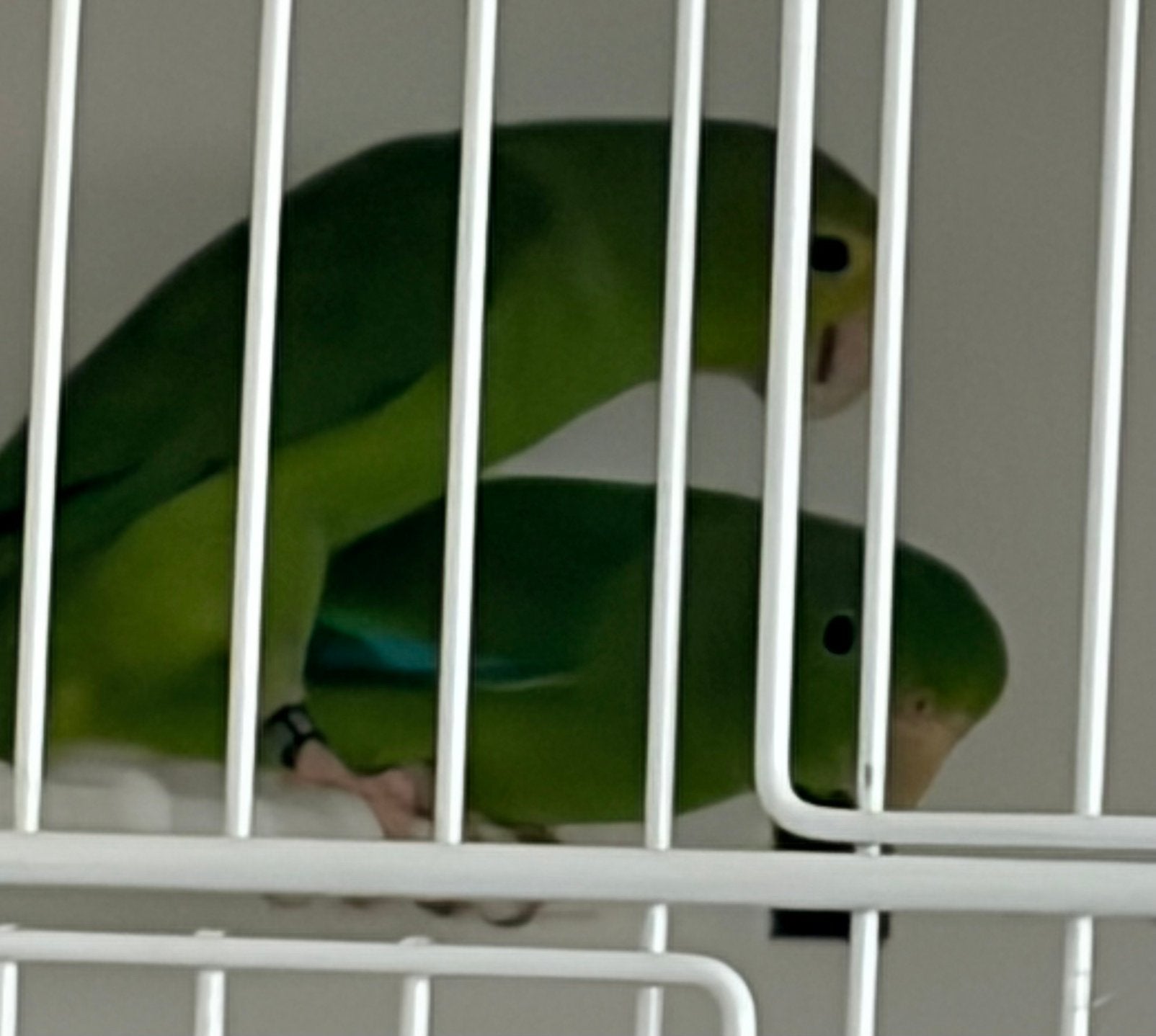 Forpus passenirus, Animaux & Accessoires, Oiseaux | Perruches & Perroquets, Plusieurs animaux, Perroquet nain ou Inséparable, Bagué