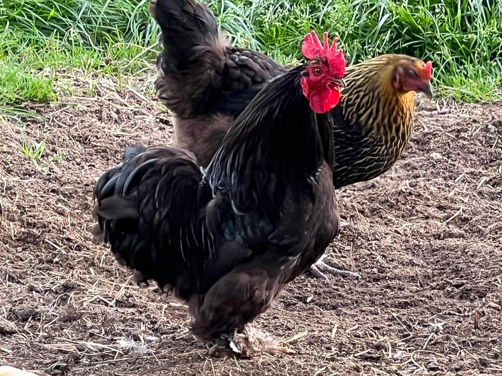 Zwarte haan Cochin, Dieren en Toebehoren, Pluimvee, Mannelijk, Kip