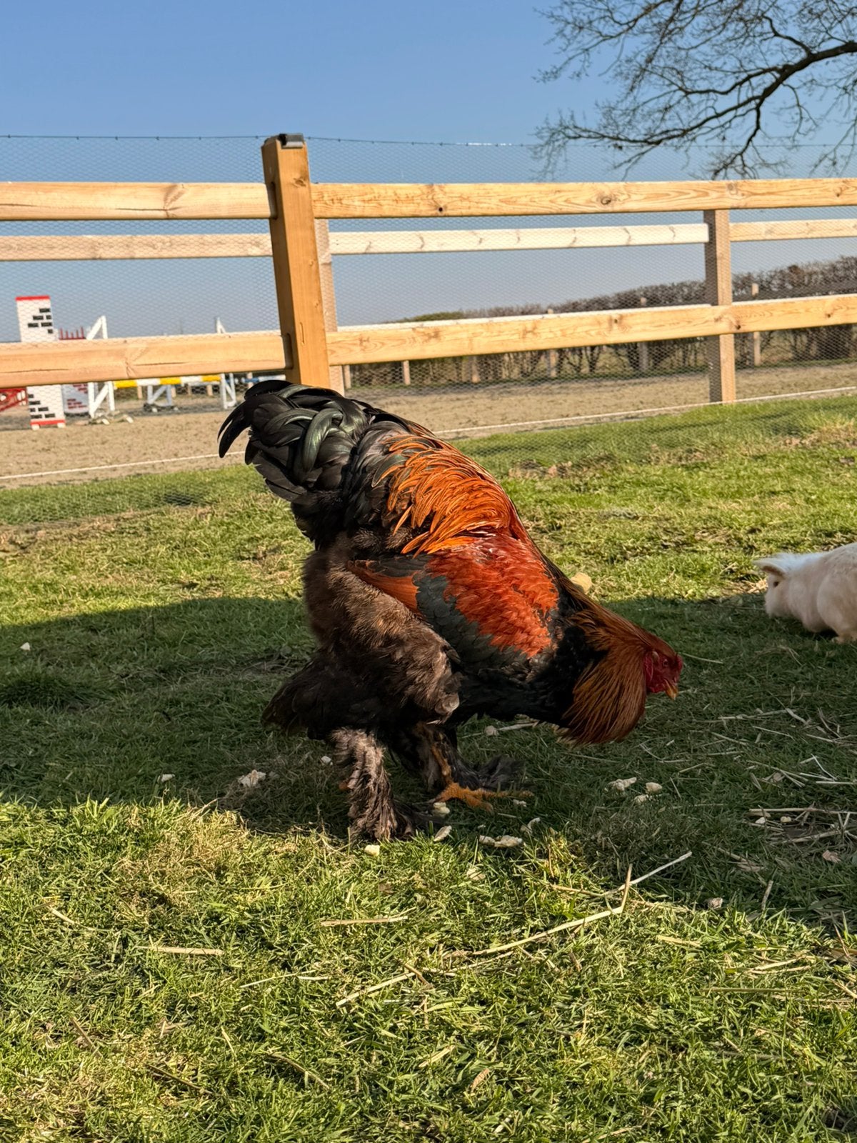 Brhama haan, Mâle, Poule ou poulet