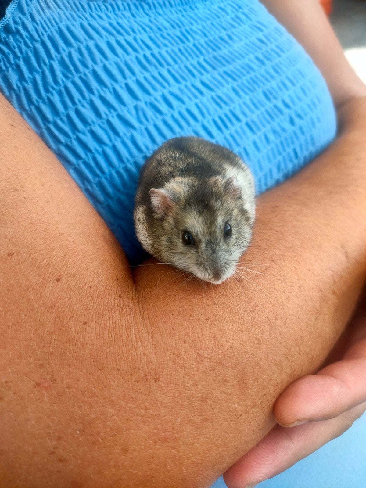 Russische Dwerghamster, Hamster, Vrouwelijk, Januari, Tam