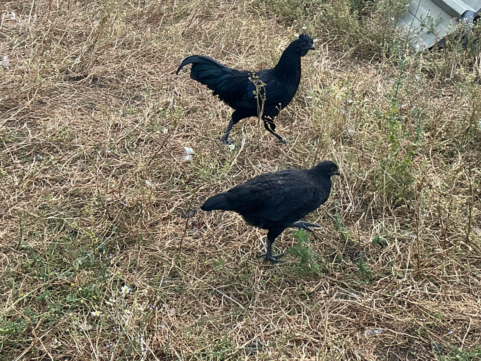 Ayam cemani, Dieren en Toebehoren, Pluimvee, Meerdere dieren, Kip