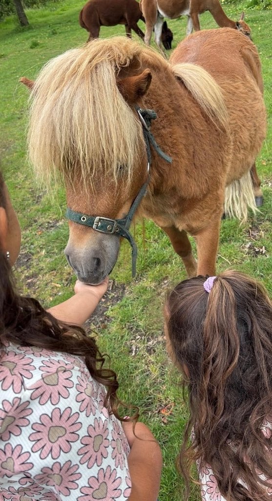 shetland pony hengst, Dieren en Toebehoren, Hengst, 3 tot 6 jaar