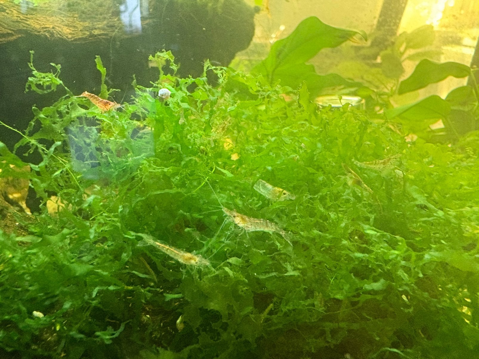 Wildkleur vuurgarnaaltjes, Dieren en Toebehoren, Kreeft, Krab of Garnaal, Zoetwatervis, Schoolvis