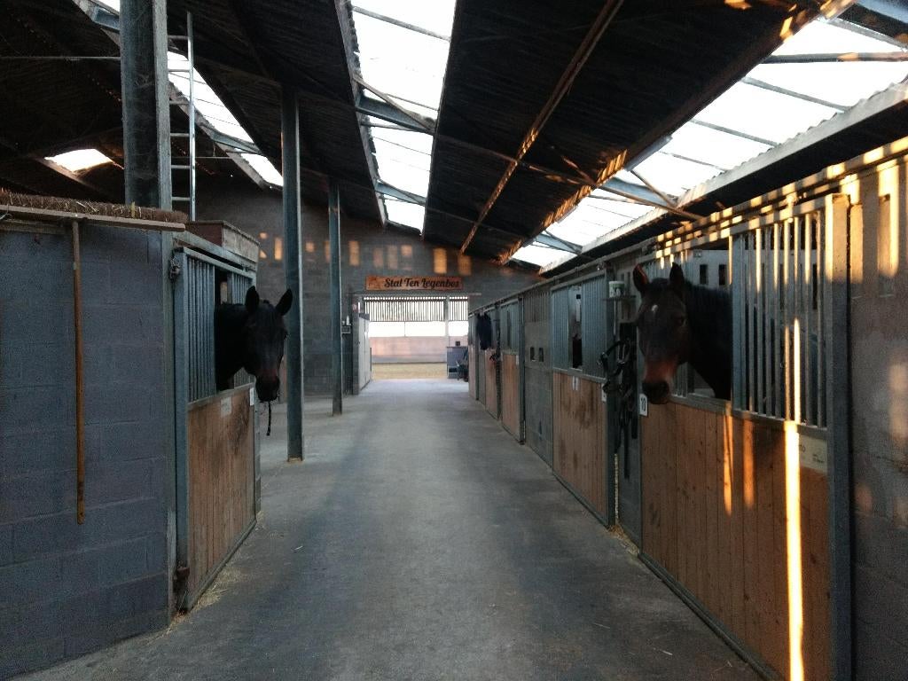 Paardenpension - pensionstalling voor paarden, Weidegang, 4 paarden of pony's of meer