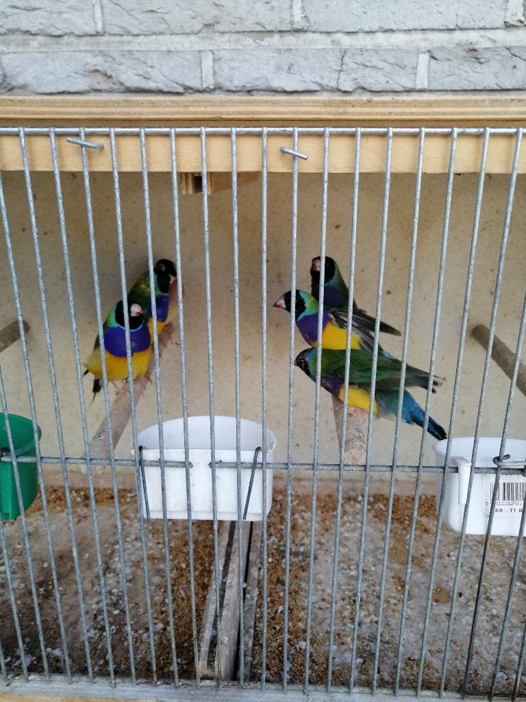 gould amadines, Animaux & Accessoires, Oiseaux | Oiseaux Autre