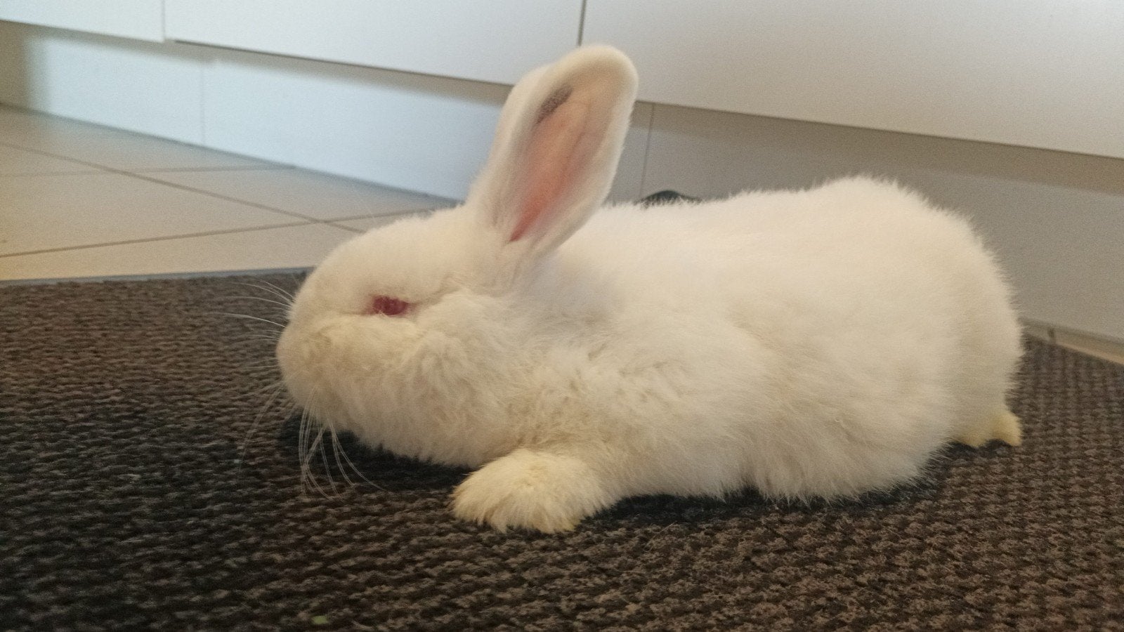 Mooie Witte Nieuw Zeelander 100%, Dieren en Toebehoren, Konijnen, Middelgroot, Meerdere dieren, 0 tot 2 jaar