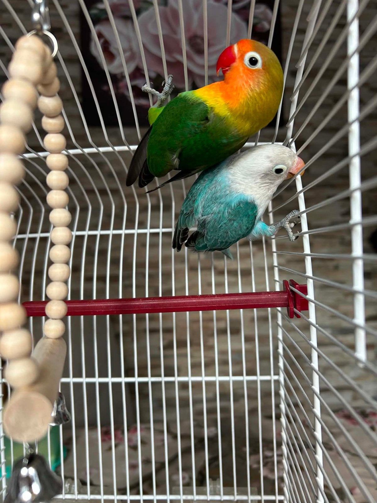 Couple d’inséparables, Mâle