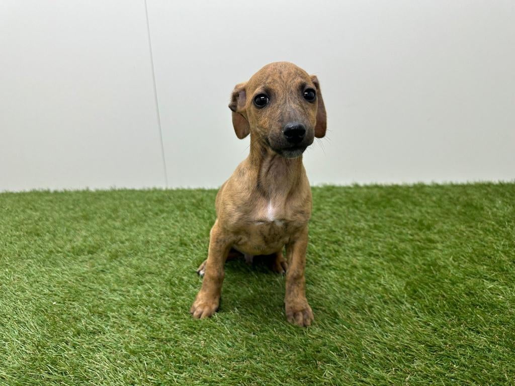 Kruising Italiaanse Windhond x Teckel pup, Parvo, België, Reu, 8 tot 15 weken