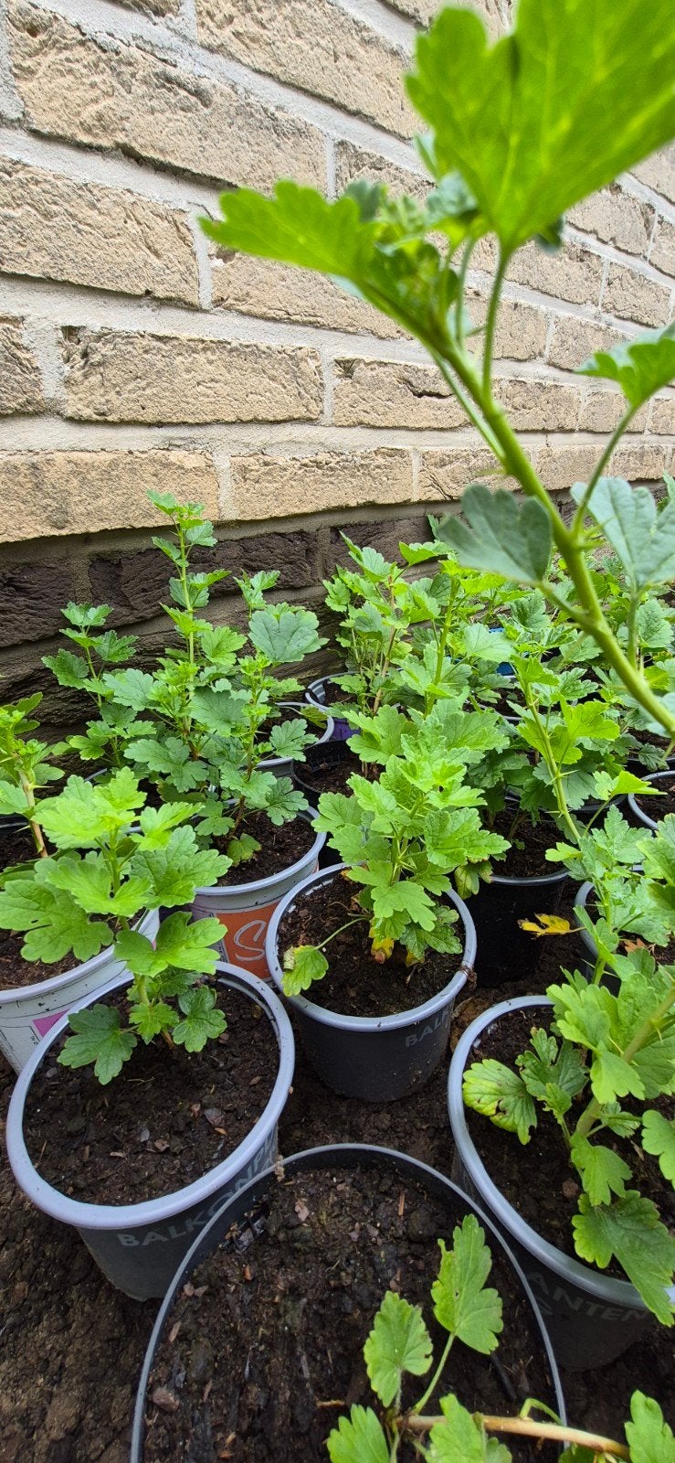 Stekelbezenplanten., Ophalen