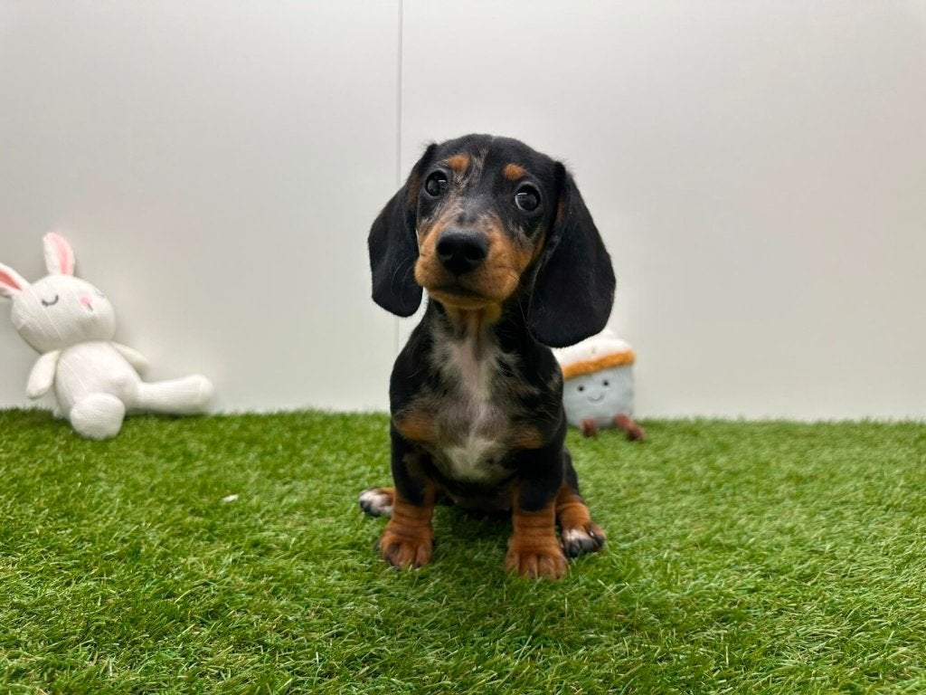 Gladharige Dwergteckel pups, België, 8 tot 15 weken, Korthaar, Dwerg