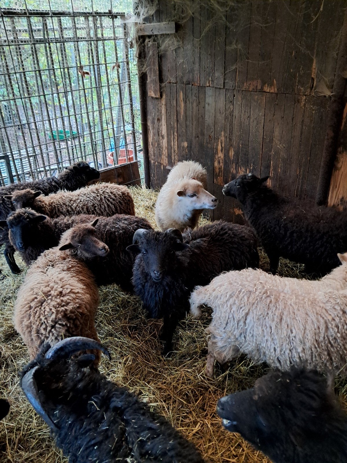 ouessant schaapjes, Animaux & Accessoires