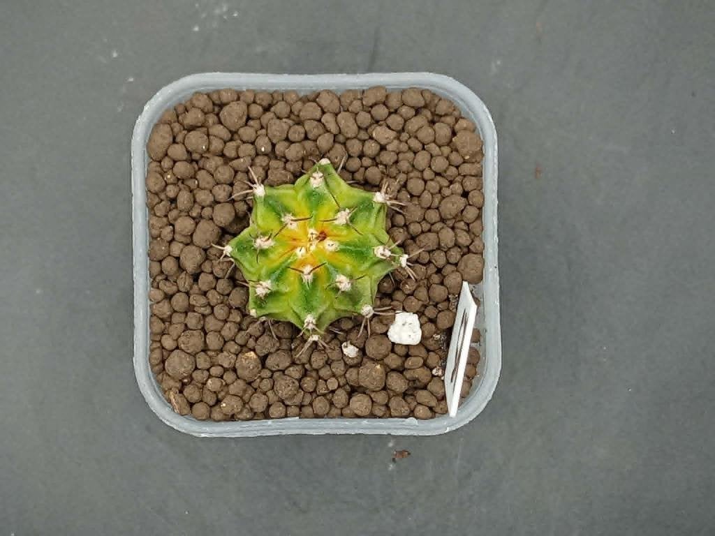 Gymnocalycium mihanovichi K5, Maison & Meubles, Plantes d'intérieur, En pot, Plein soleil, Moins de 100 cm, Enlèvement