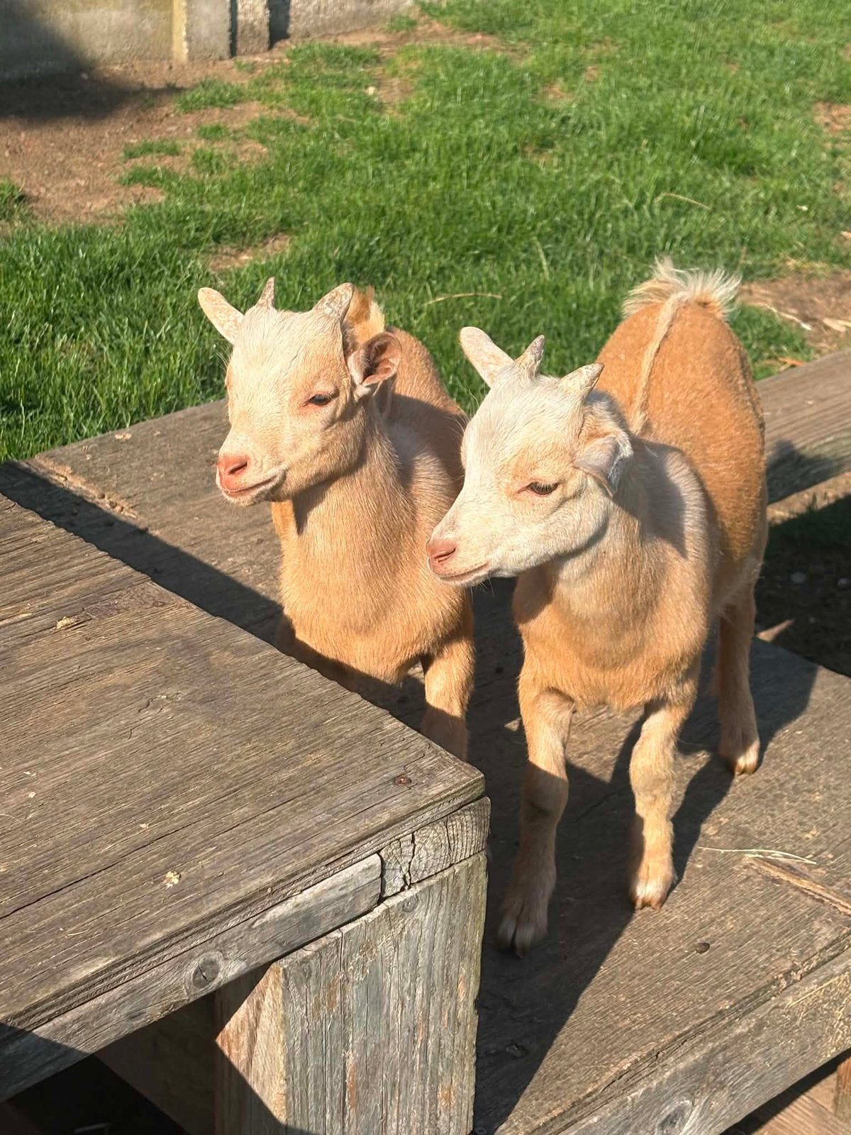 2 palomino dwerggeiten bokjes, Dieren en Toebehoren, Mannelijk, Geit, 0 tot 2 jaar