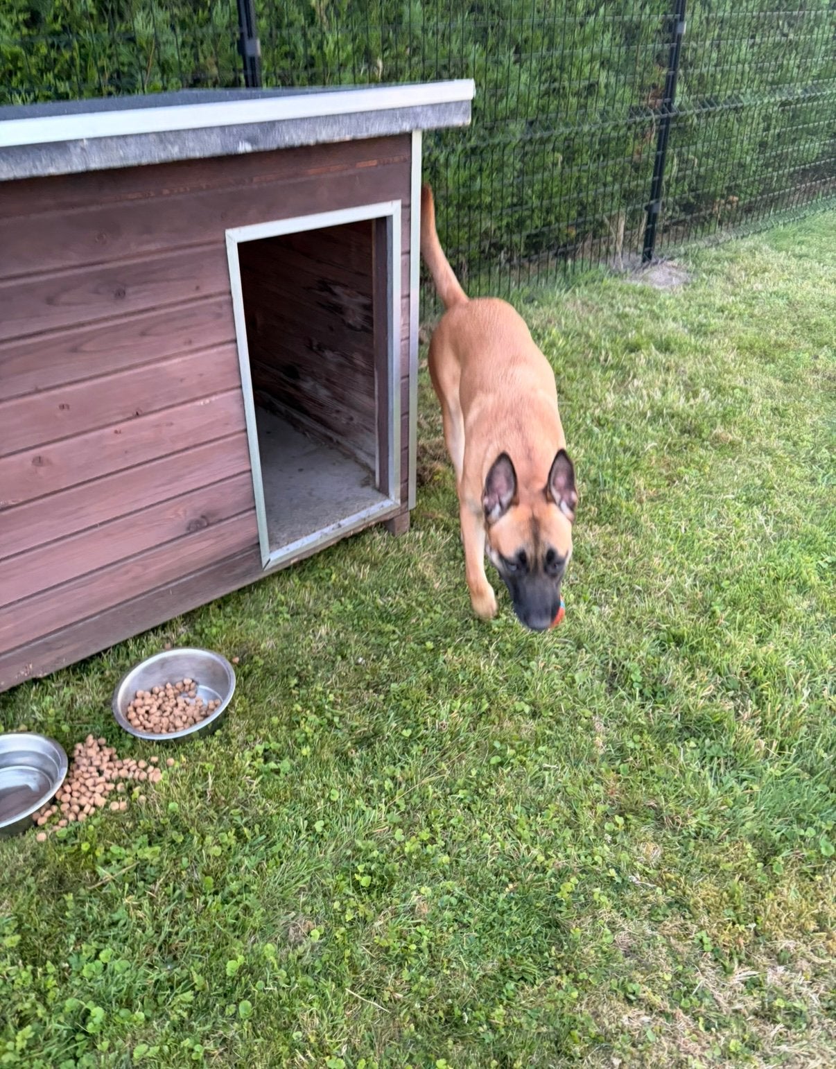 Groot hondenhok, Animaux & Accessoires, Enlèvement, Comme neuf, Niche à chien