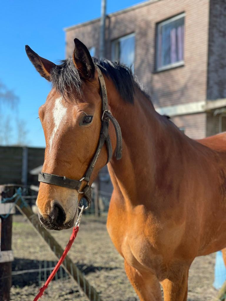 4-jarige springmerrie met kwaliteit, Dieren en Toebehoren, Paarden, Merrie, B, 165 tot 170 cm, 3 tot 6 jaar, Springpaard, Met stamboom