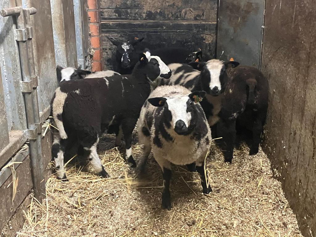 Baggerbonte schapen, Dieren en Toebehoren, Vrouwelijk, Schaap, 0 tot 2 jaar