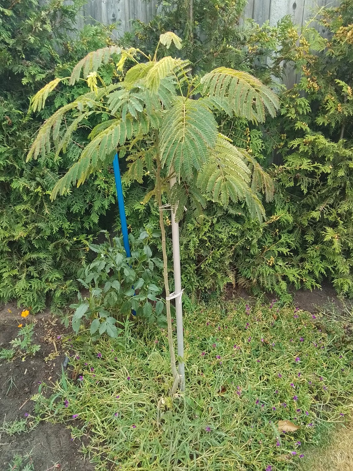 Albizia (Perzische Slaapbomen), Tuin en Terras, Planten | Bomen, Ophalen