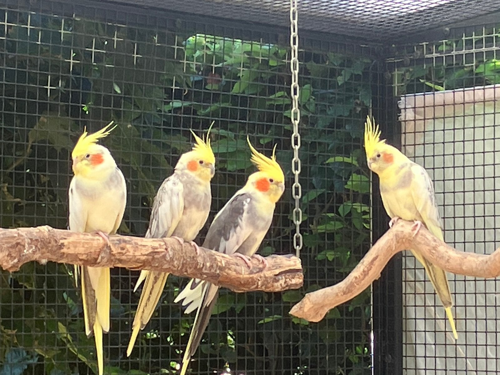 2 koppels valkparkieten, Dieren en Toebehoren, Meerdere dieren, Parkiet