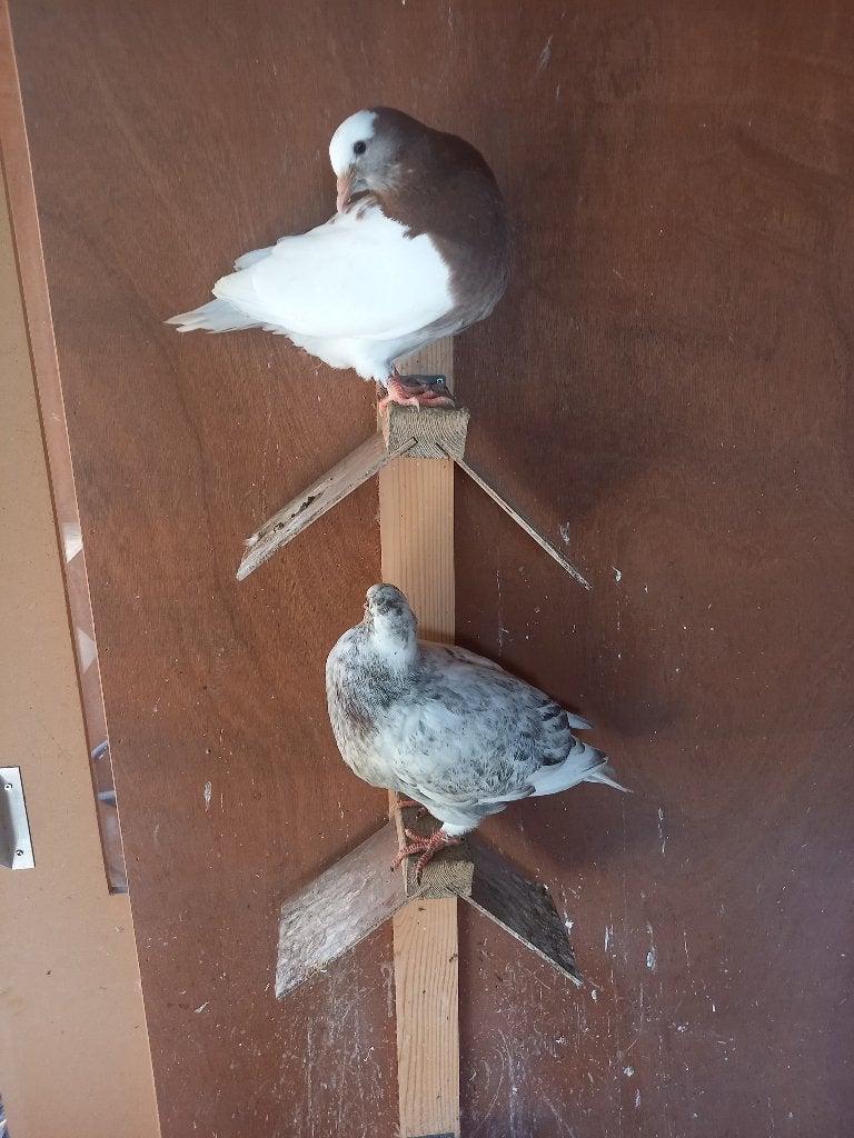 koppel jonge zware huisduiven te koop, Dieren en Toebehoren, Vogels | Duiven, Meerdere dieren, Overige soorten