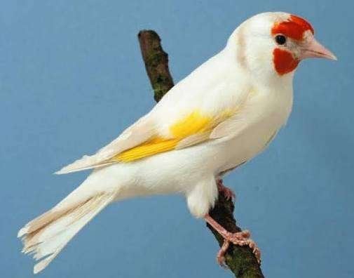 Distelvink satinet man 2026, Mâle, Oiseau chanteur sauvage, Bagué