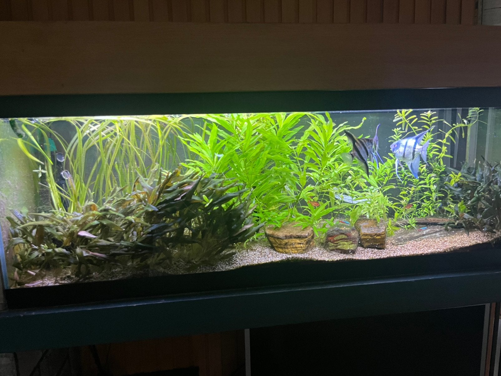 Aquarium, Ophalen, Inclusief vissen, Overige merken, Gevuld zoetwateraquarium