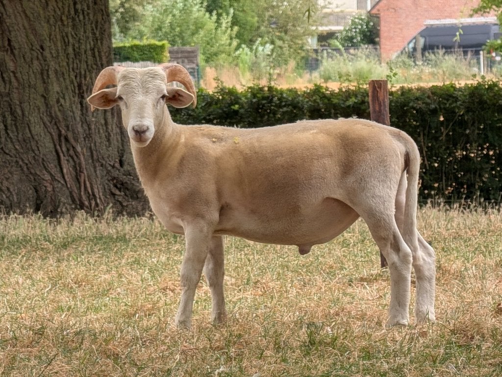 Agneau Wiltshire horn, Animaux & Accessoires, Moutons, Chèvres & Cochons, Mâle, Mouton, 0 à 2 ans