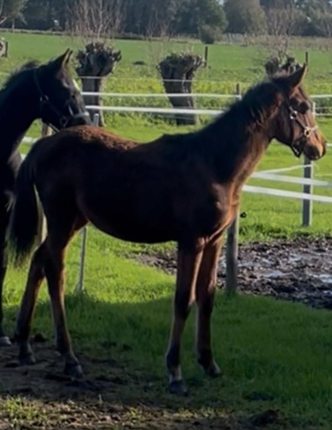 BWP veulen van JENSON van ‘t Meulenhof Z, Dieren en Toebehoren, Springpaard, Met stamboom, 0 tot 2 jaar, Hengst