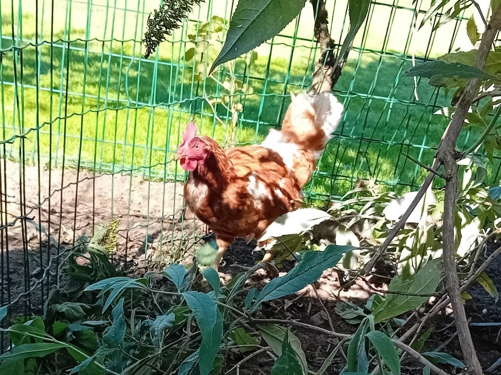 1 gezonde legkip, 1 jaar oud, goed voor restjes en onderhoud, Dieren en Toebehoren, Vrouwelijk, Kip